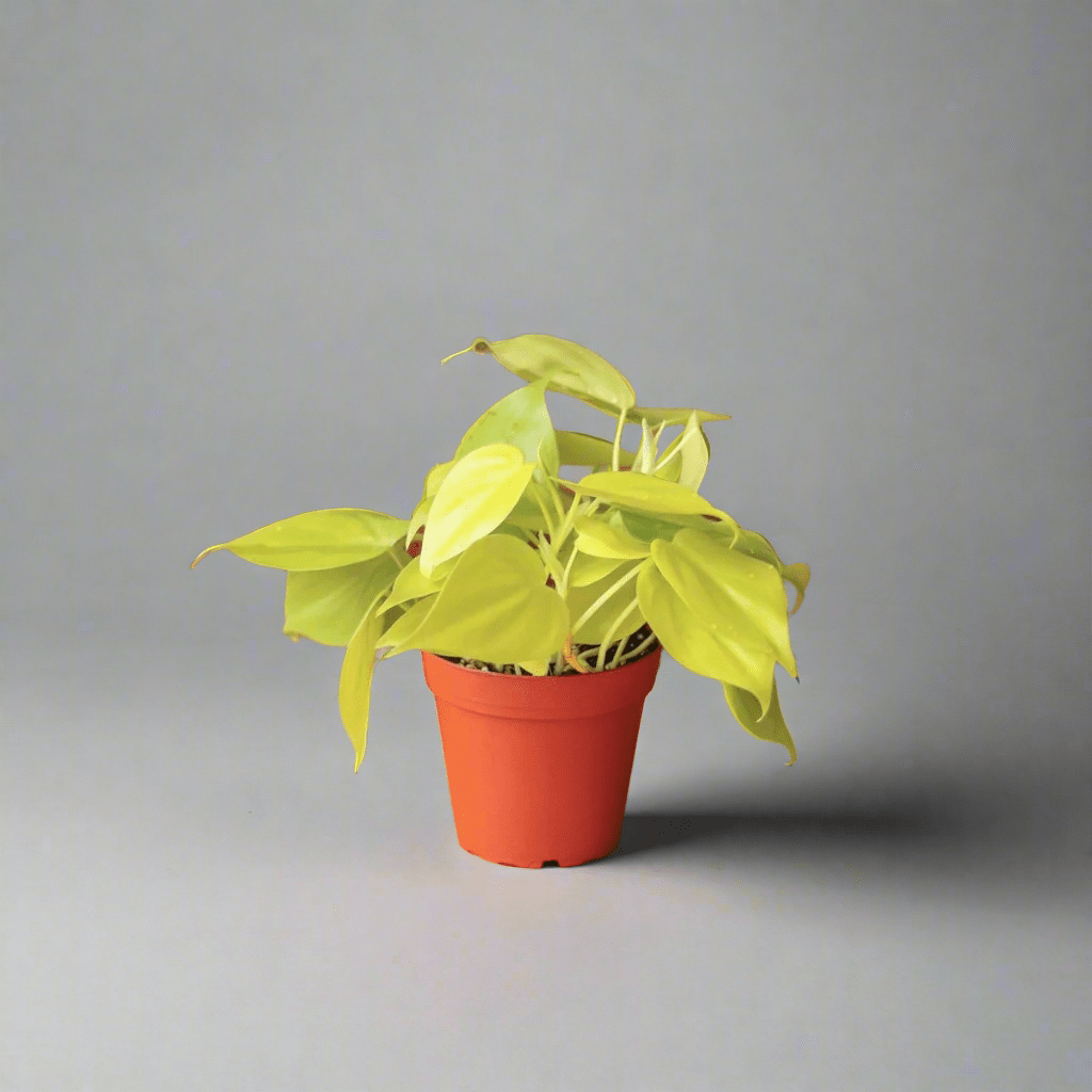  Philodendron Heartleaf 'Lemon Lime'