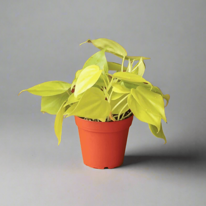  Philodendron Heartleaf 'Lemon Lime'