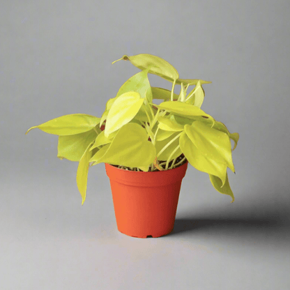  Philodendron Heartleaf 'Lemon Lime'