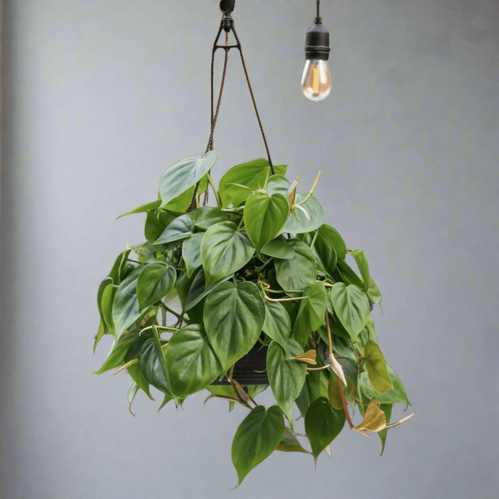  Philodendron Hederaceum -'Heartleafed Philodendron'