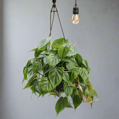  Philodendron Hederaceum -'Heartleafed Philodendron'