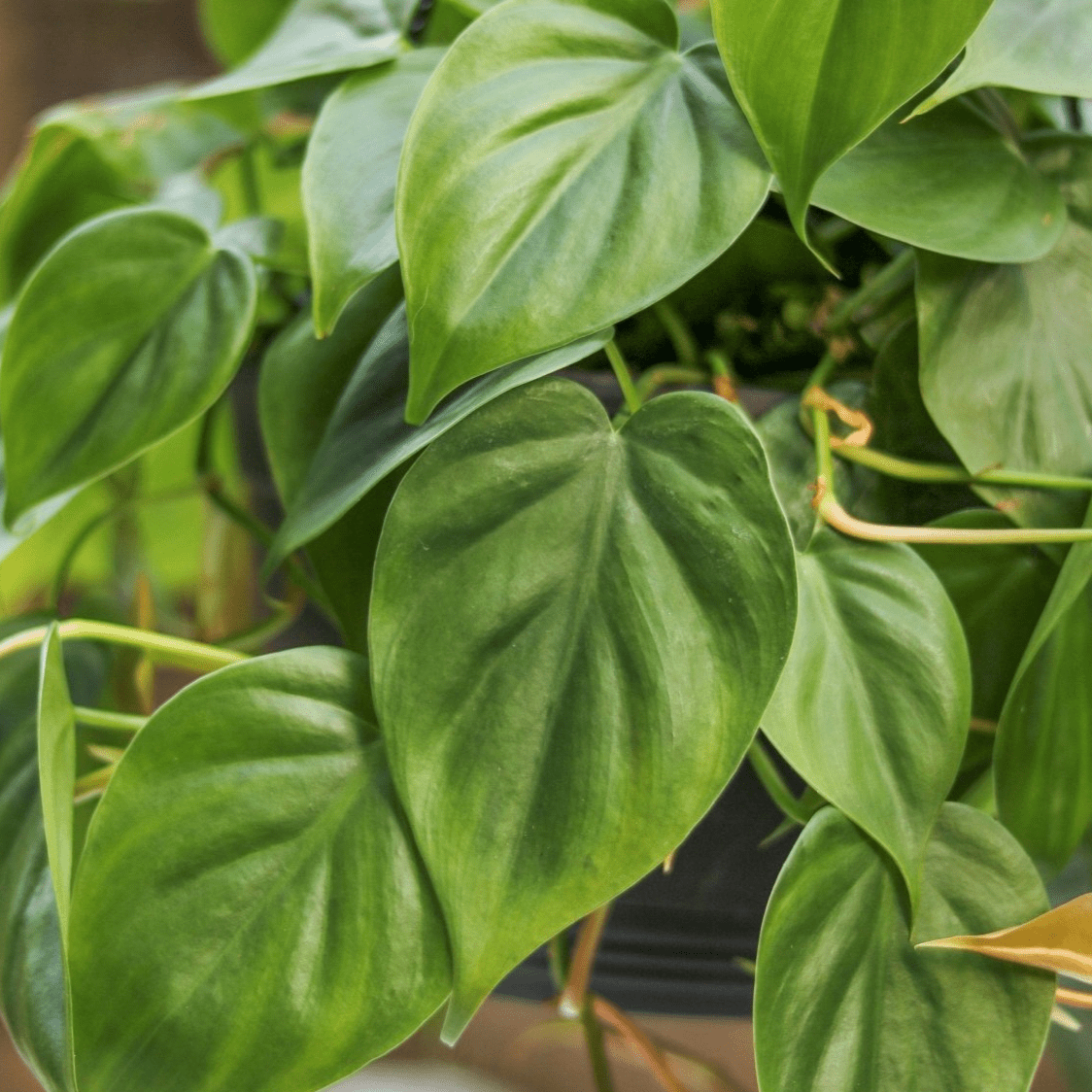  Philodendron Hederaceum -'Heartleafed Philodendron'