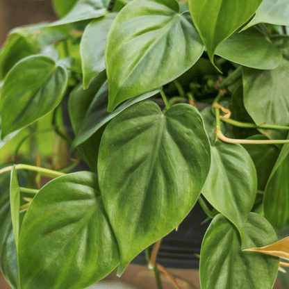  Philodendron Hederaceum -'Heartleafed Philodendron'