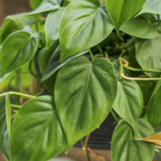  Philodendron Hederaceum -'Heartleafed Philodendron'