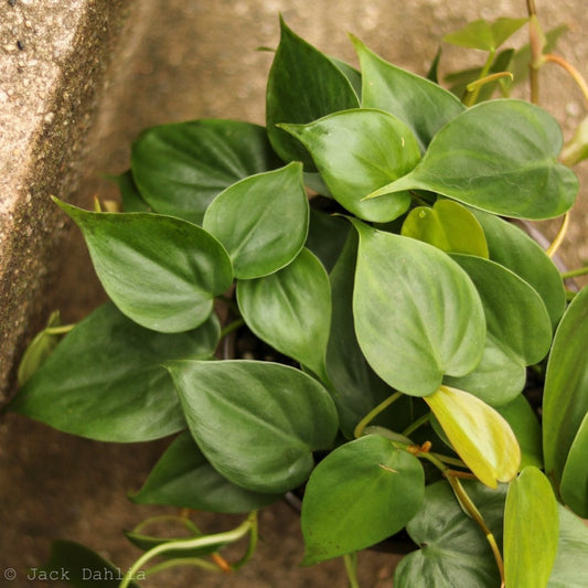  Philodendron Hederaceum 'Heartleafed Philodendron' Hanging Basket