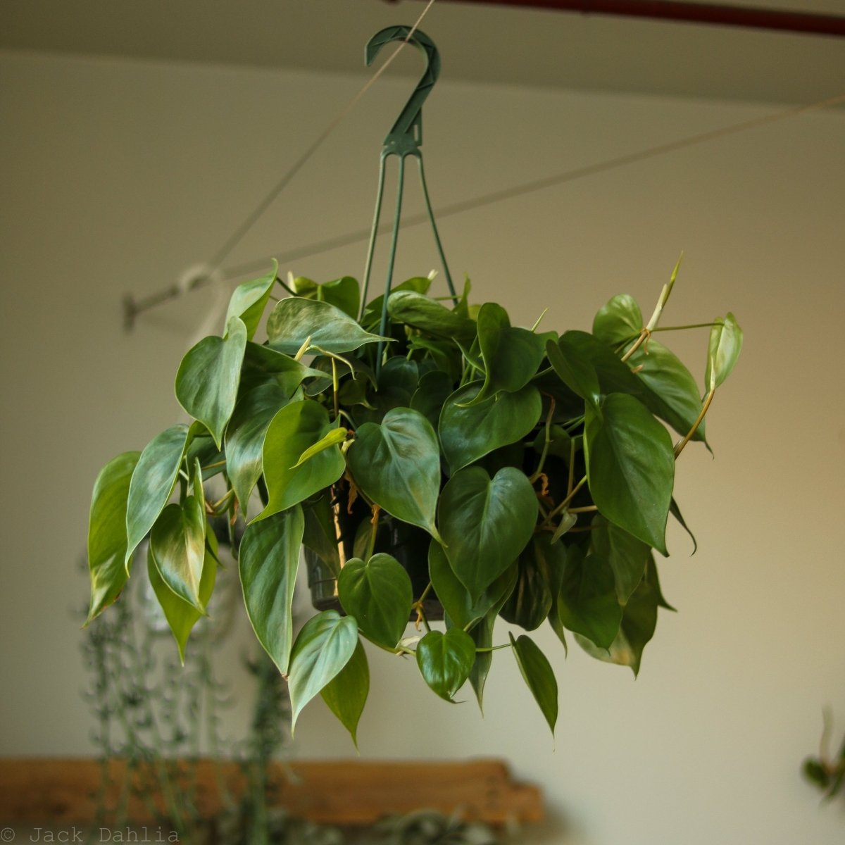  Philodendron Hederaceum 'Heartleafed Philodendron' Hanging Basket