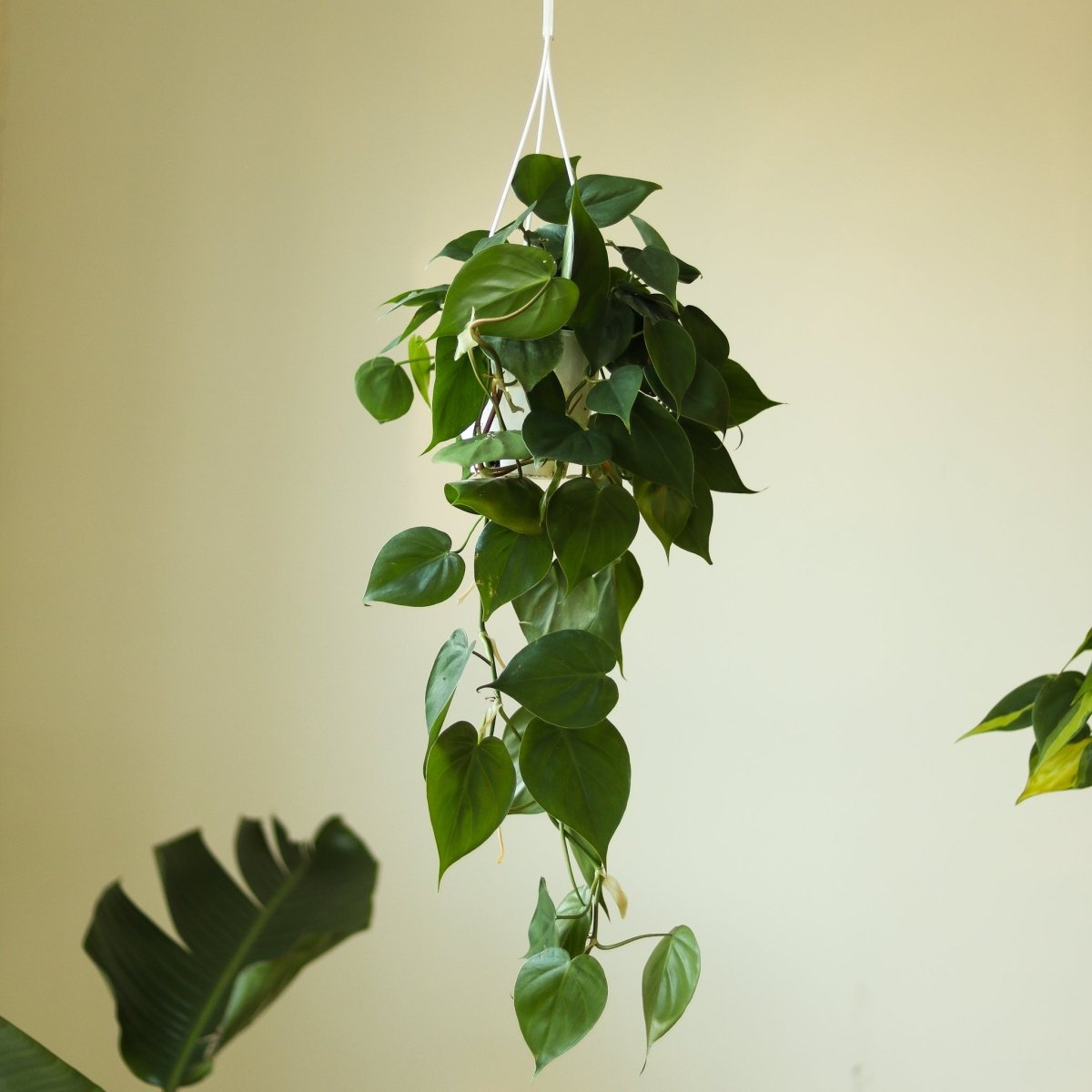  Philodendron Hederaceum 'Heartleafed Philodendron' Hanging Basket