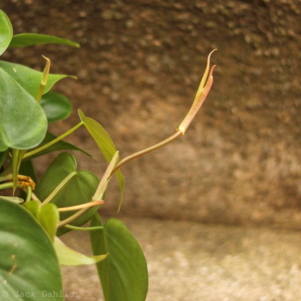  Philodendron Hederaceum 'Heartleafed Philodendron' Hanging Basket