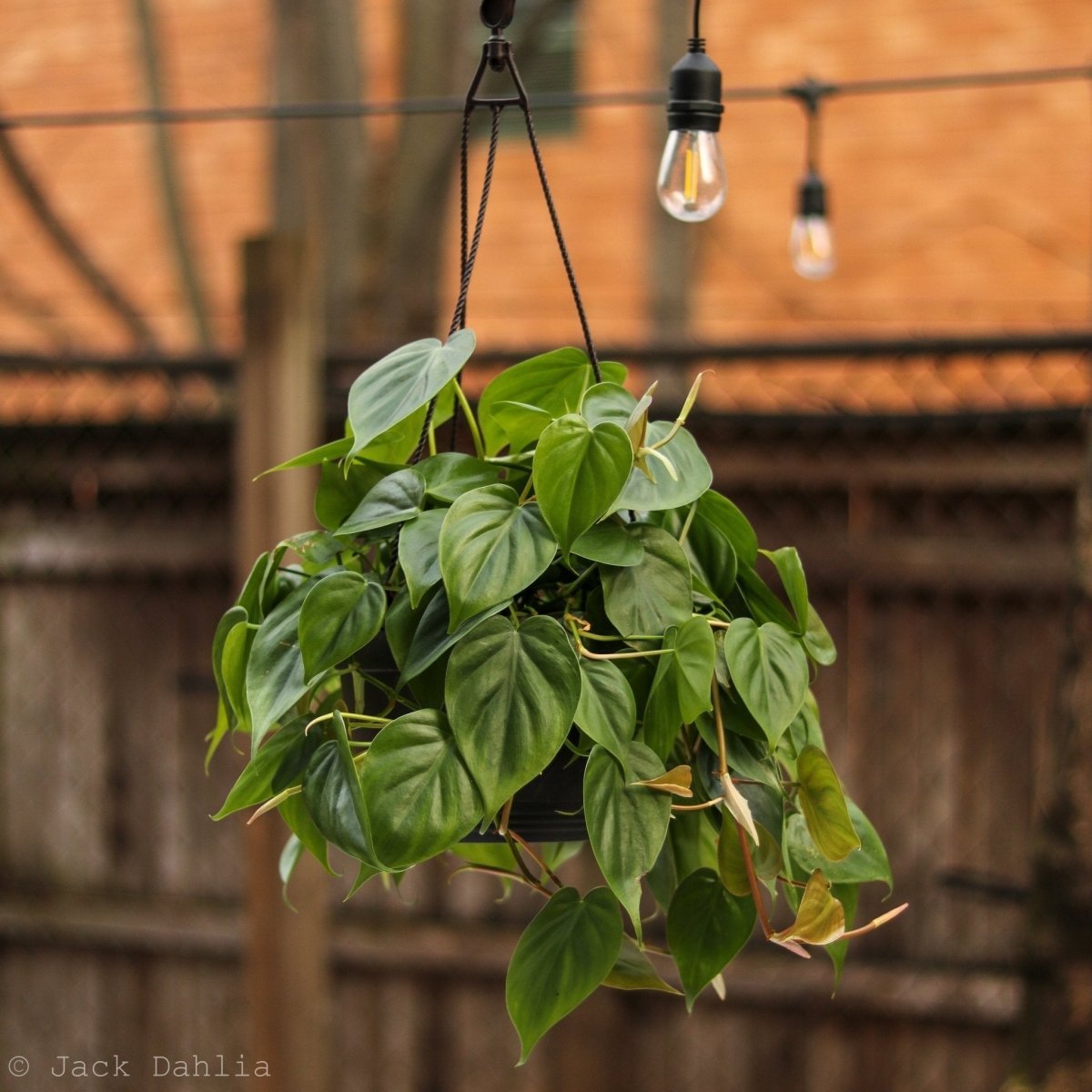  Philodendron Hederaceum 'Heartleafed Philodendron' Hanging Basket
