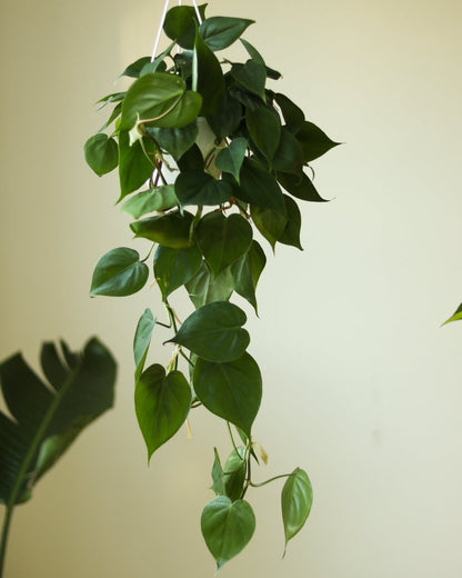  Philodendron Hederaceum 'Heartleafed Philodendron' Hanging Basket