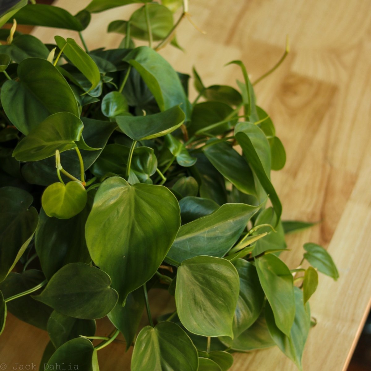  Philodendron Hederaceum 'Heartleafed Philodendron' Hanging Basket