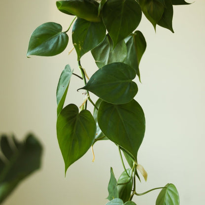  Philodendron Hederaceum 'Heartleafed Philodendron' Hanging Basket