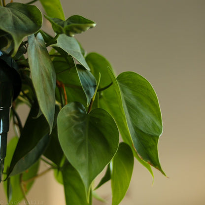  Philodendron Hederaceum 'Heartleafed Philodendron' Hanging Basket