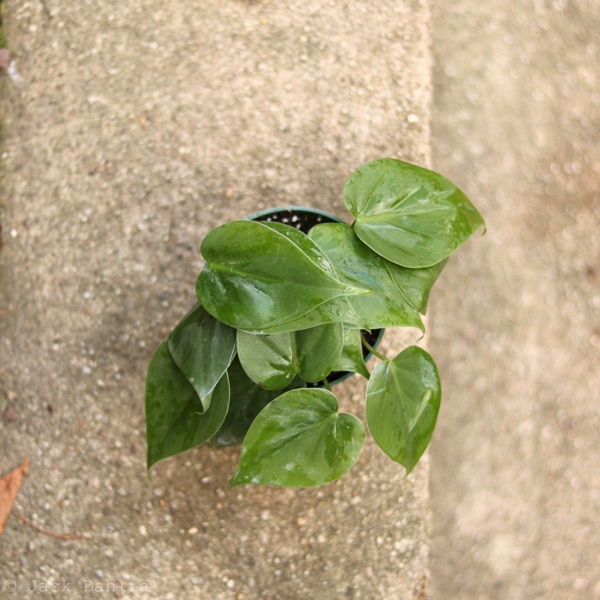  Philodendron Hederaceum 'Heartleafed Philodendron' Hanging Basket