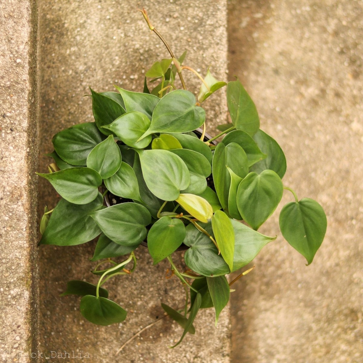  Philodendron Hederaceum 'Heartleafed Philodendron' Hanging Basket