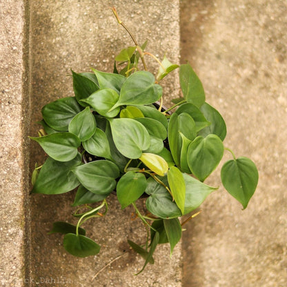  Philodendron Hederaceum 'Heartleafed Philodendron' Hanging Basket