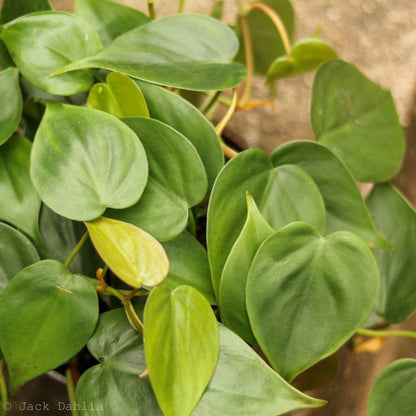  Philodendron Hederaceum 'Heartleafed Philodendron' Hanging Basket