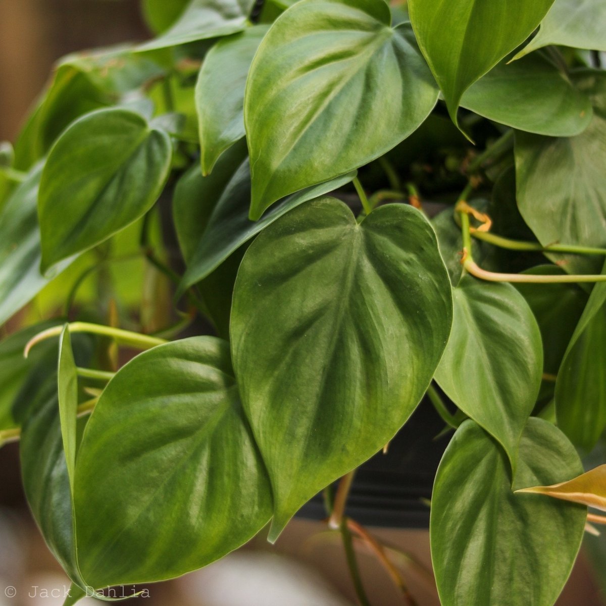  Philodendron Hederaceum 'Heartleafed Philodendron' Hanging Basket