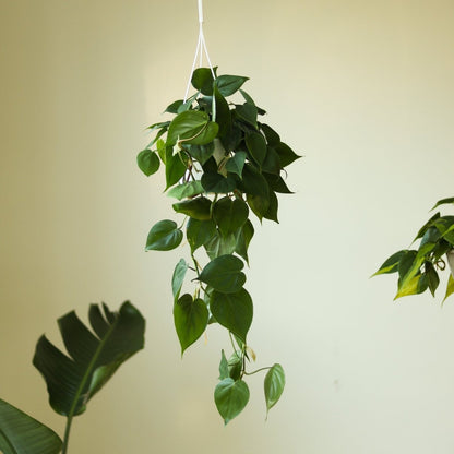  Philodendron Hederaceum 'Heartleafed Philodendron' Hanging Basket