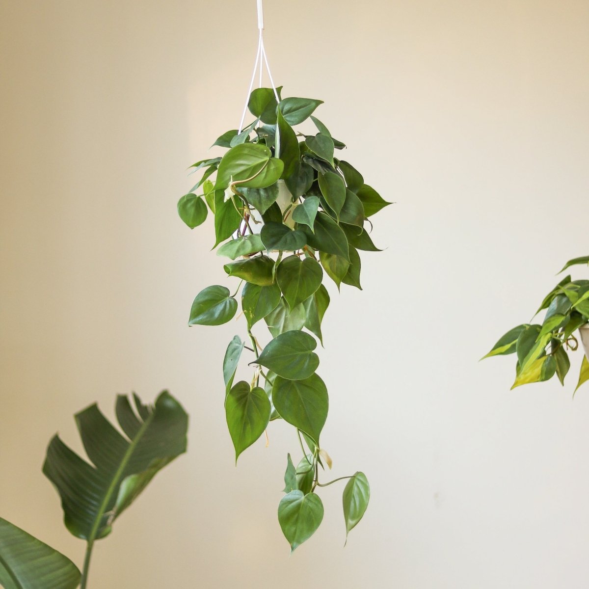  Philodendron Hederaceum -'Heartleafed Philodendron'