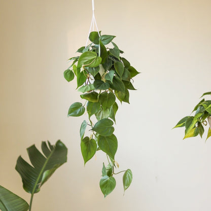  Philodendron Hederaceum -'Heartleafed Philodendron'