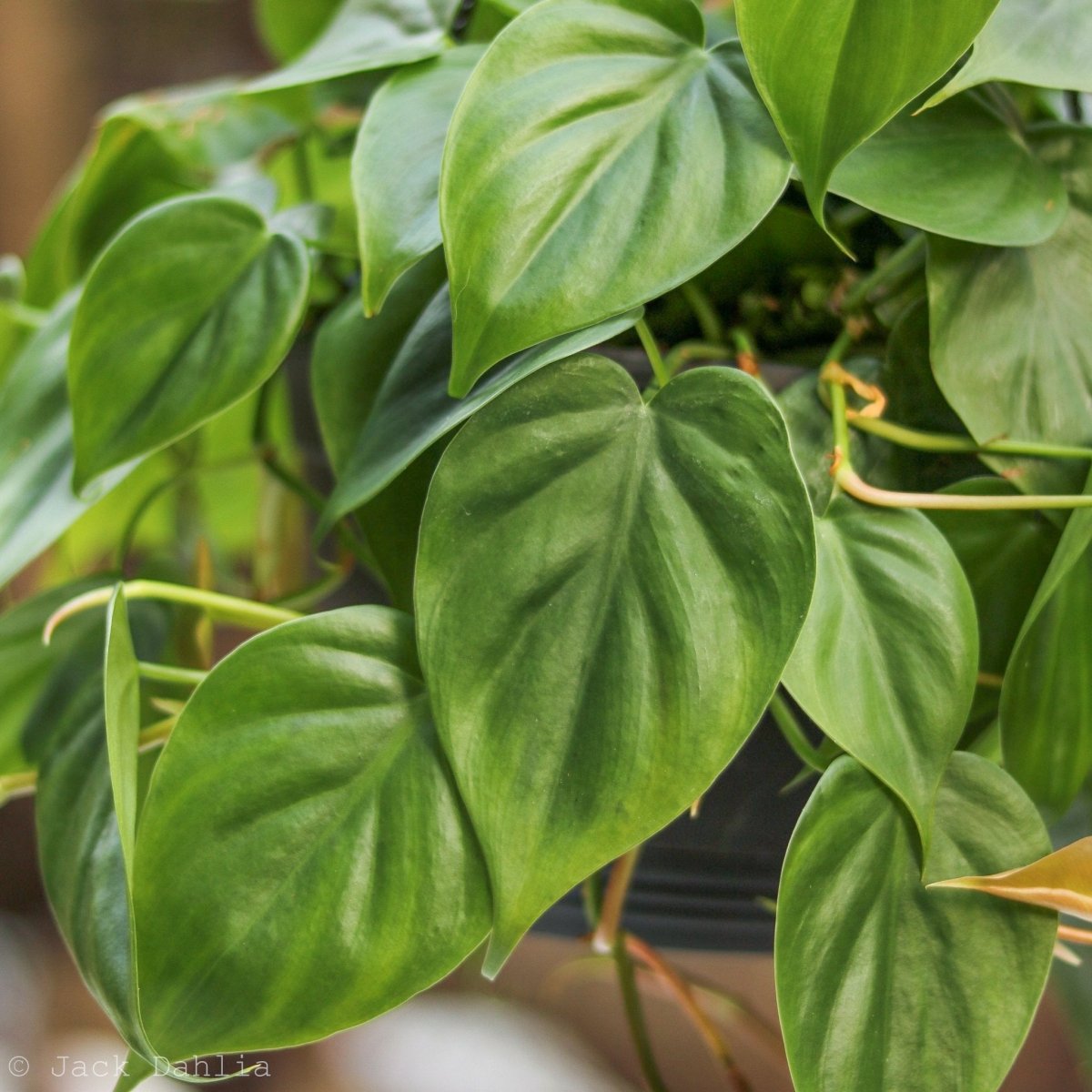 Philodendron Hederaceum -'Heartleafed Philodendron'