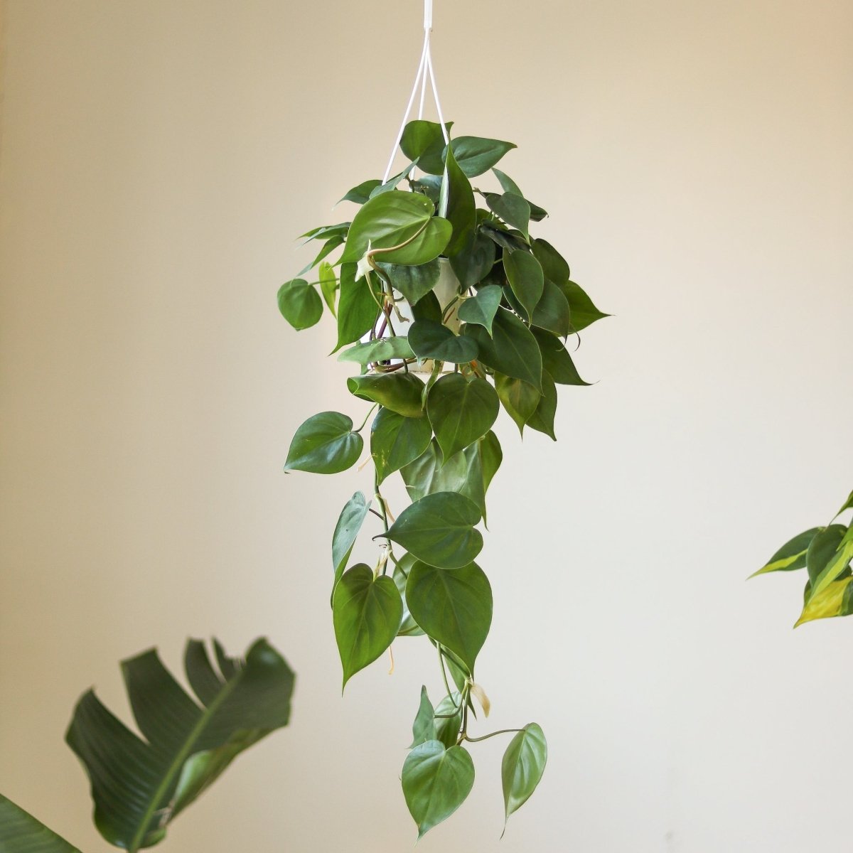  Philodendron Hederaceum -'Heartleafed Philodendron'