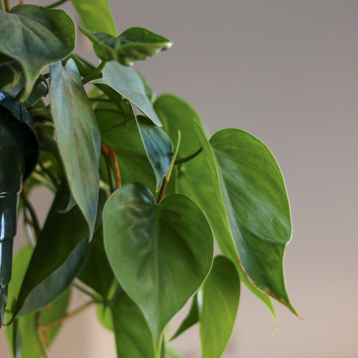  Philodendron Hederaceum -'Heartleafed Philodendron'