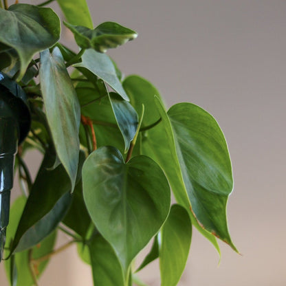  Philodendron Hederaceum -'Heartleafed Philodendron'