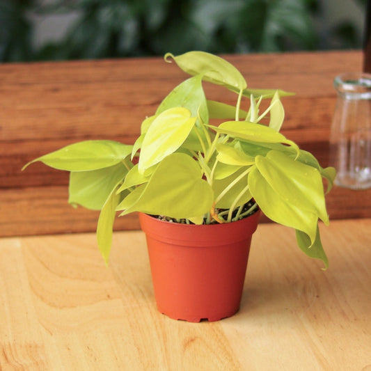 Philodendron Heartleaf 'Lemon Lime'