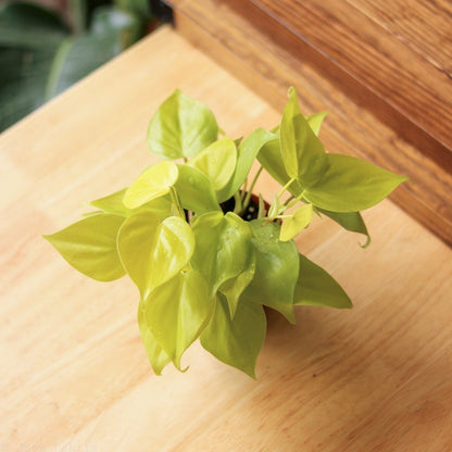  Philodendron Heartleaf 'Lemon Lime'