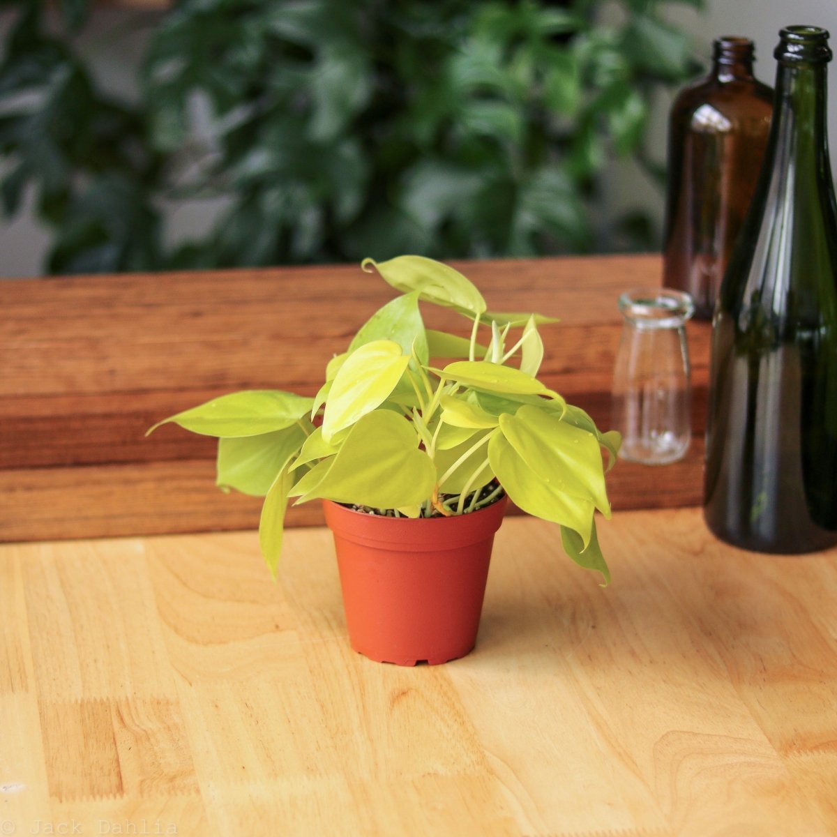  Philodendron Heartleaf 'Lemon Lime'