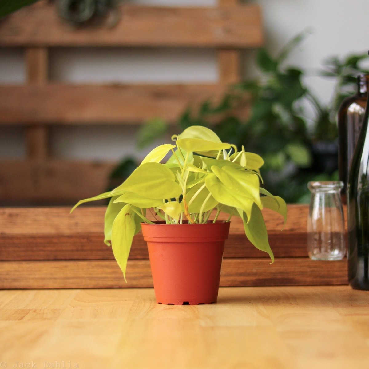  Philodendron Heartleaf 'Lemon Lime'