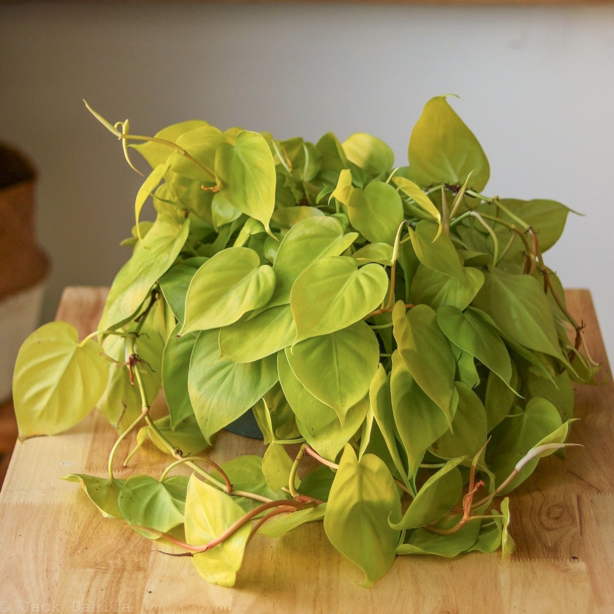  Philodendron Heartleaf 'Lemon Lime'