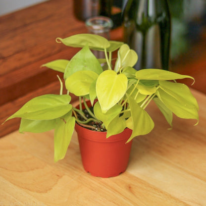  Philodendron Heartleaf 'Lemon Lime'
