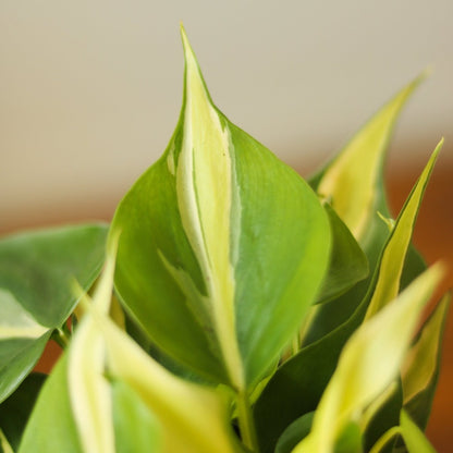  Philodendron 'Silver Stripe' Hanging Basket