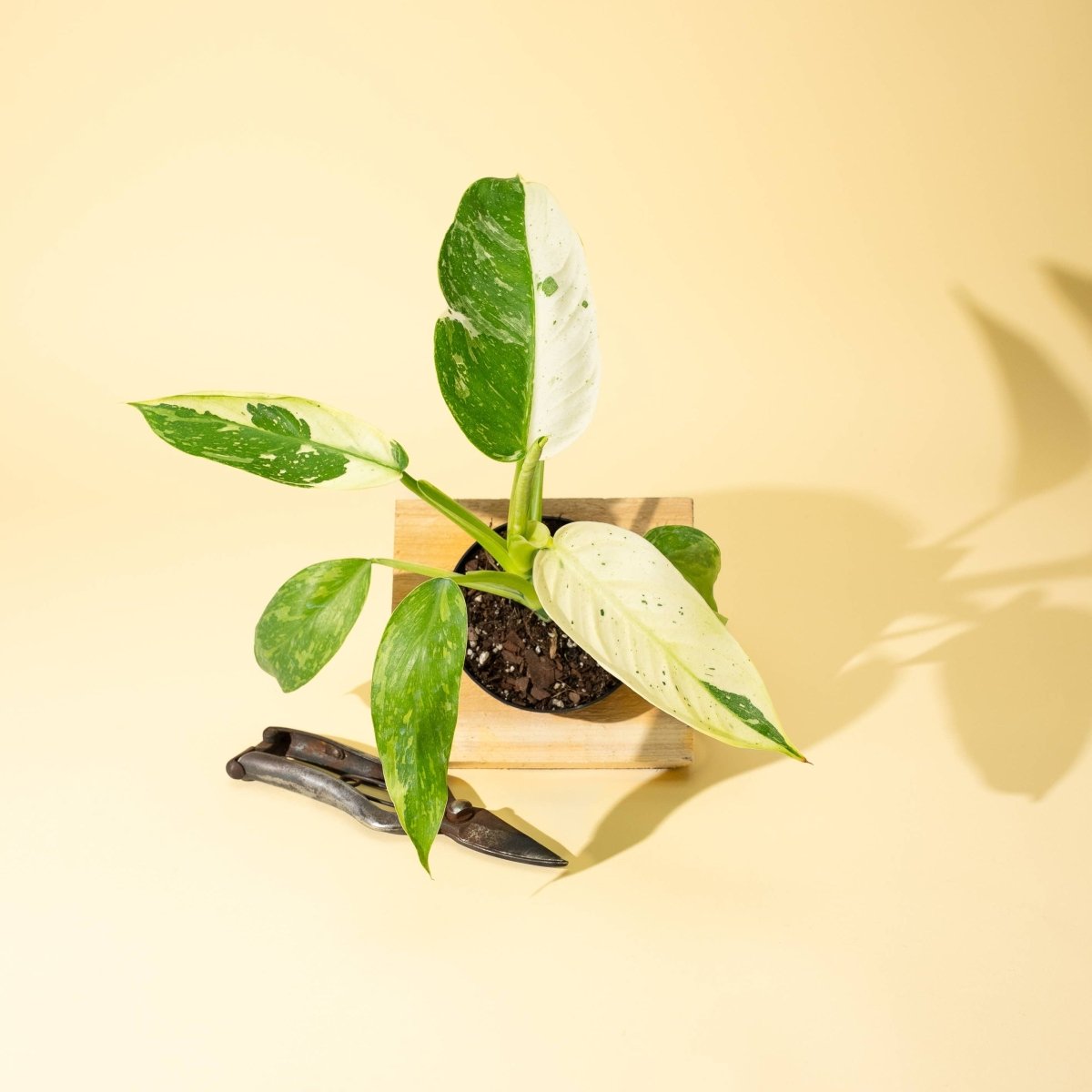  Philodendron ‘José Buono Fiesta’ — Bold Variegated Collector Aroid