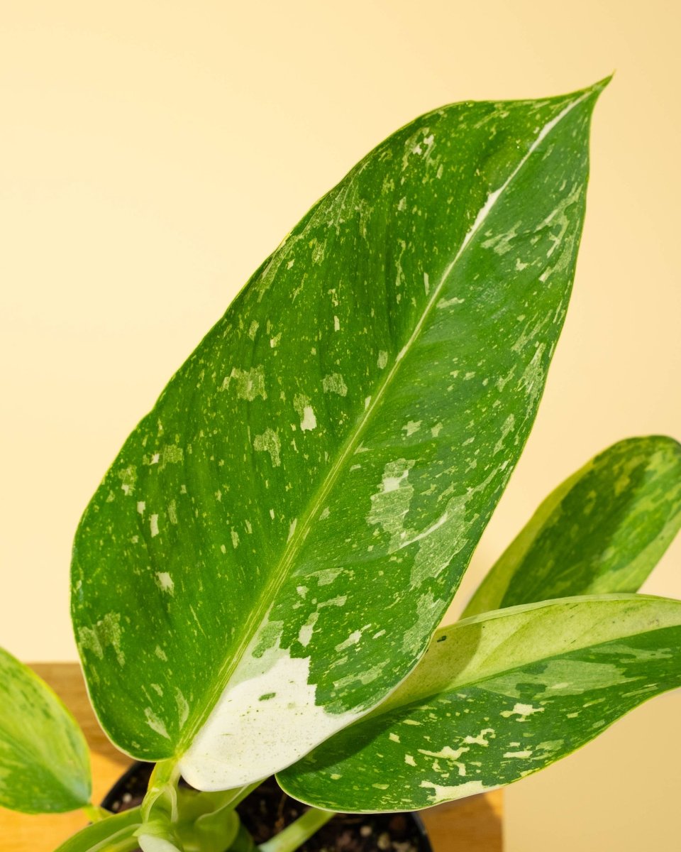 Philodendron ‘José Buono Fiesta’ — Bold Variegated Collector Aroid
