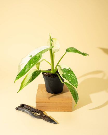  Philodendron ‘José Buono Fiesta’ — Bold Variegated Collector Aroid