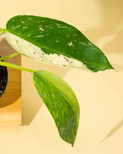  Philodendron ‘José Buono Fiesta’ — Bold Variegated Collector Aroid