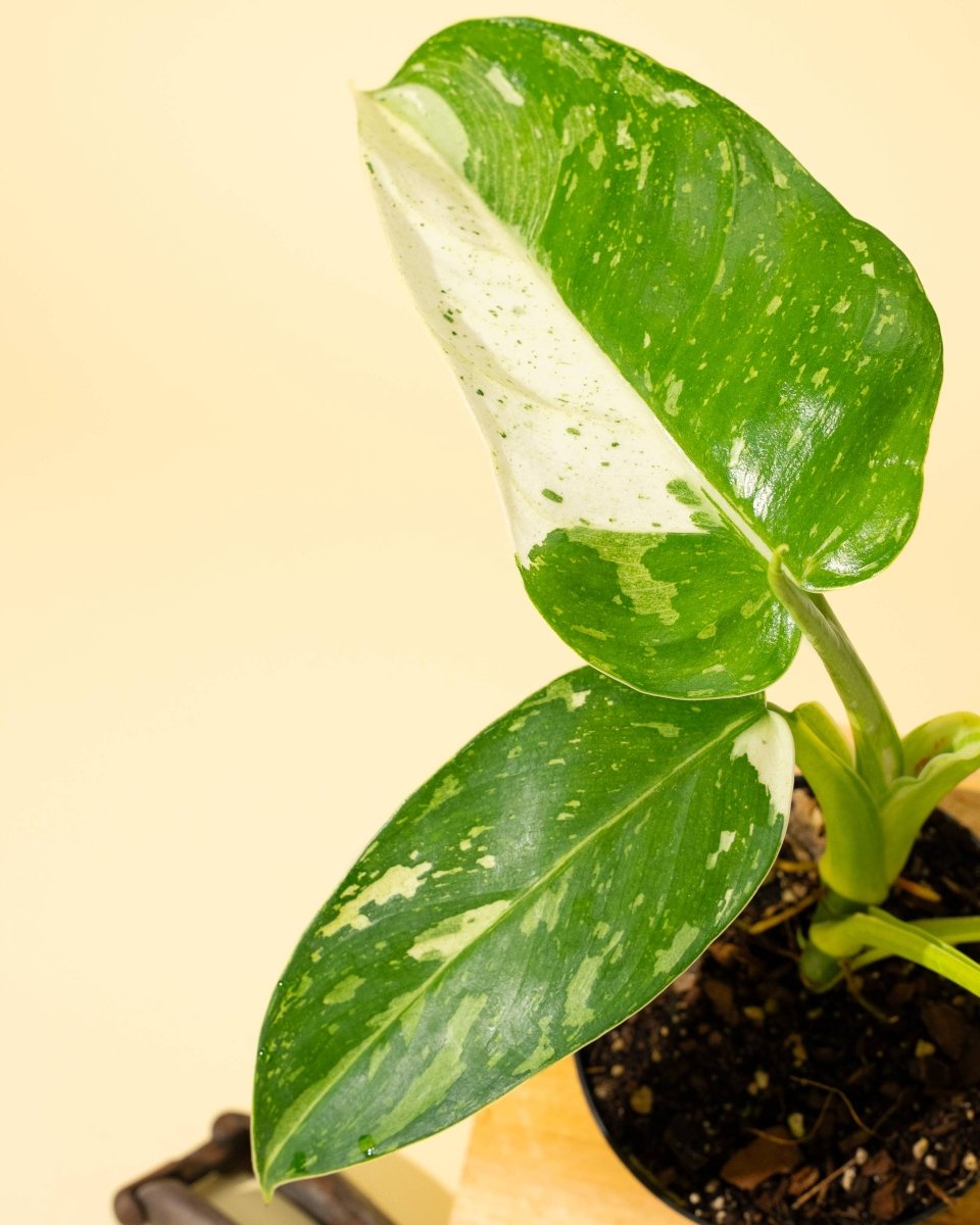  Philodendron ‘José Buono Fiesta’ — Bold Variegated Collector Aroid