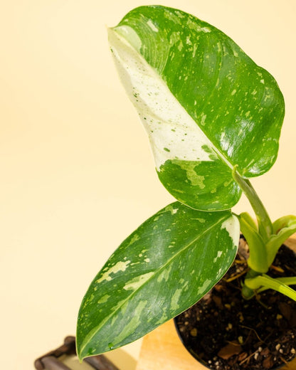  Philodendron ‘José Buono Fiesta’ — Bold Variegated Collector Aroid