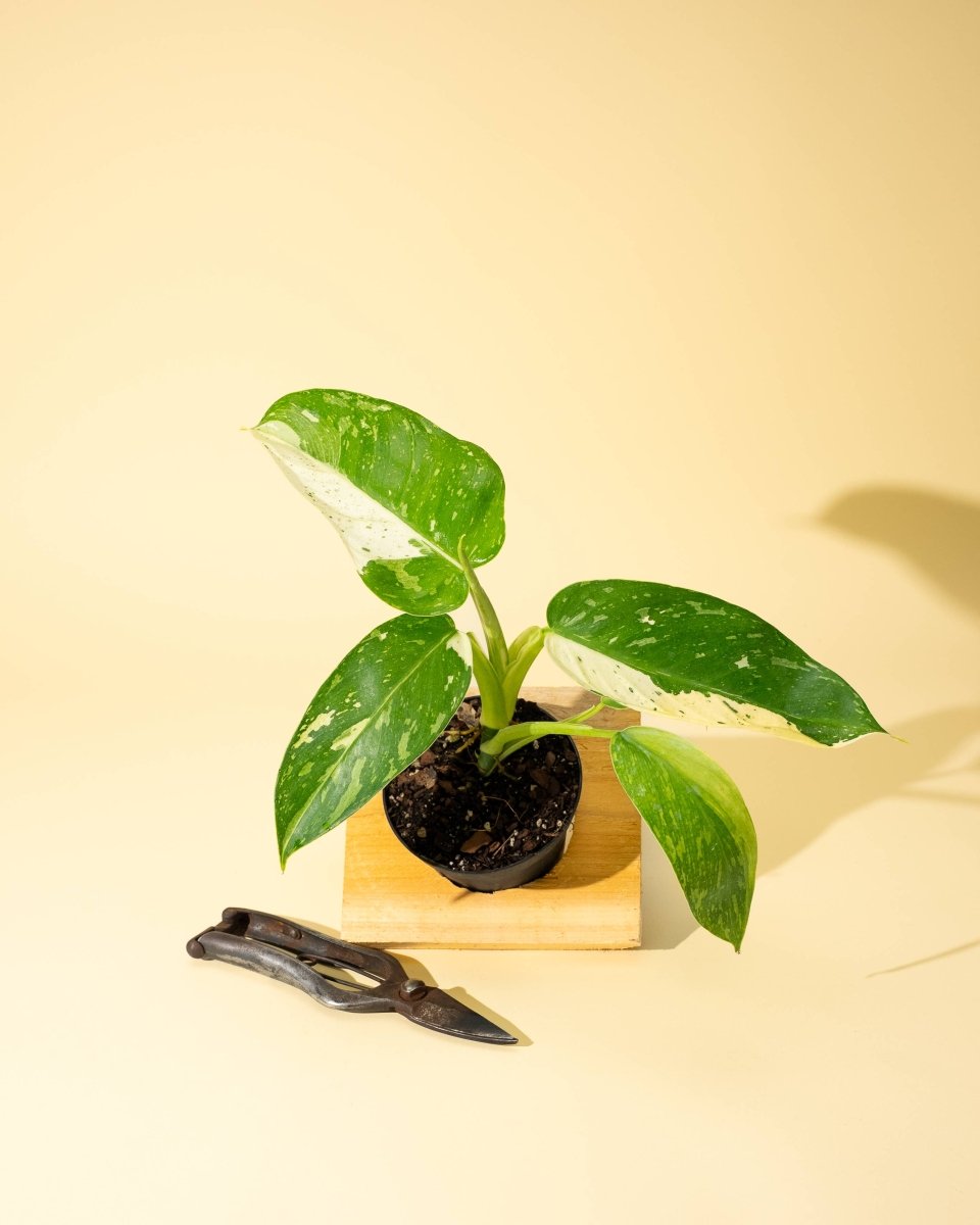  Philodendron ‘José Buono Fiesta’ — Bold Variegated Collector Aroid