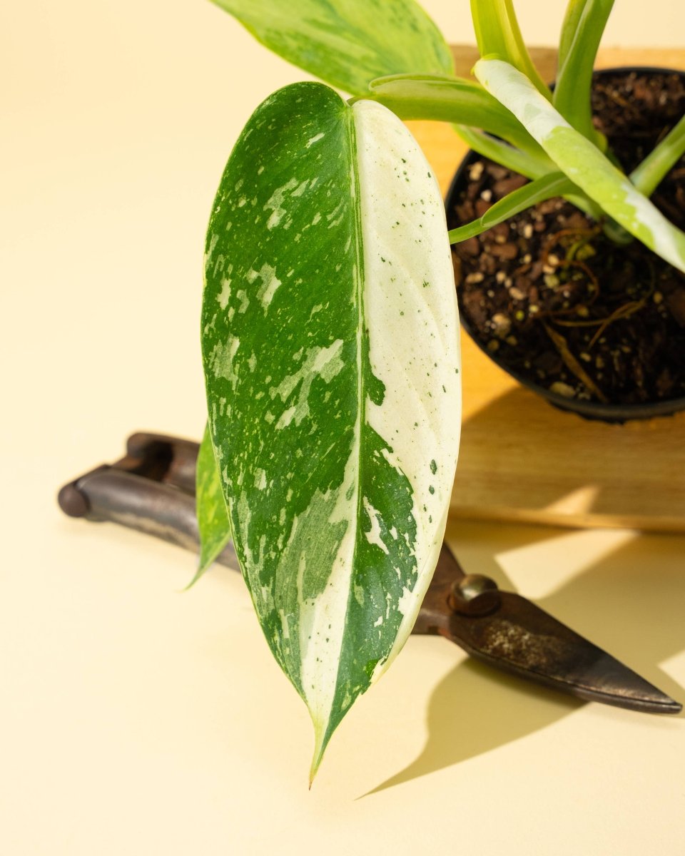  Philodendron ‘José Buono Fiesta’ — Bold Variegated Collector Aroid