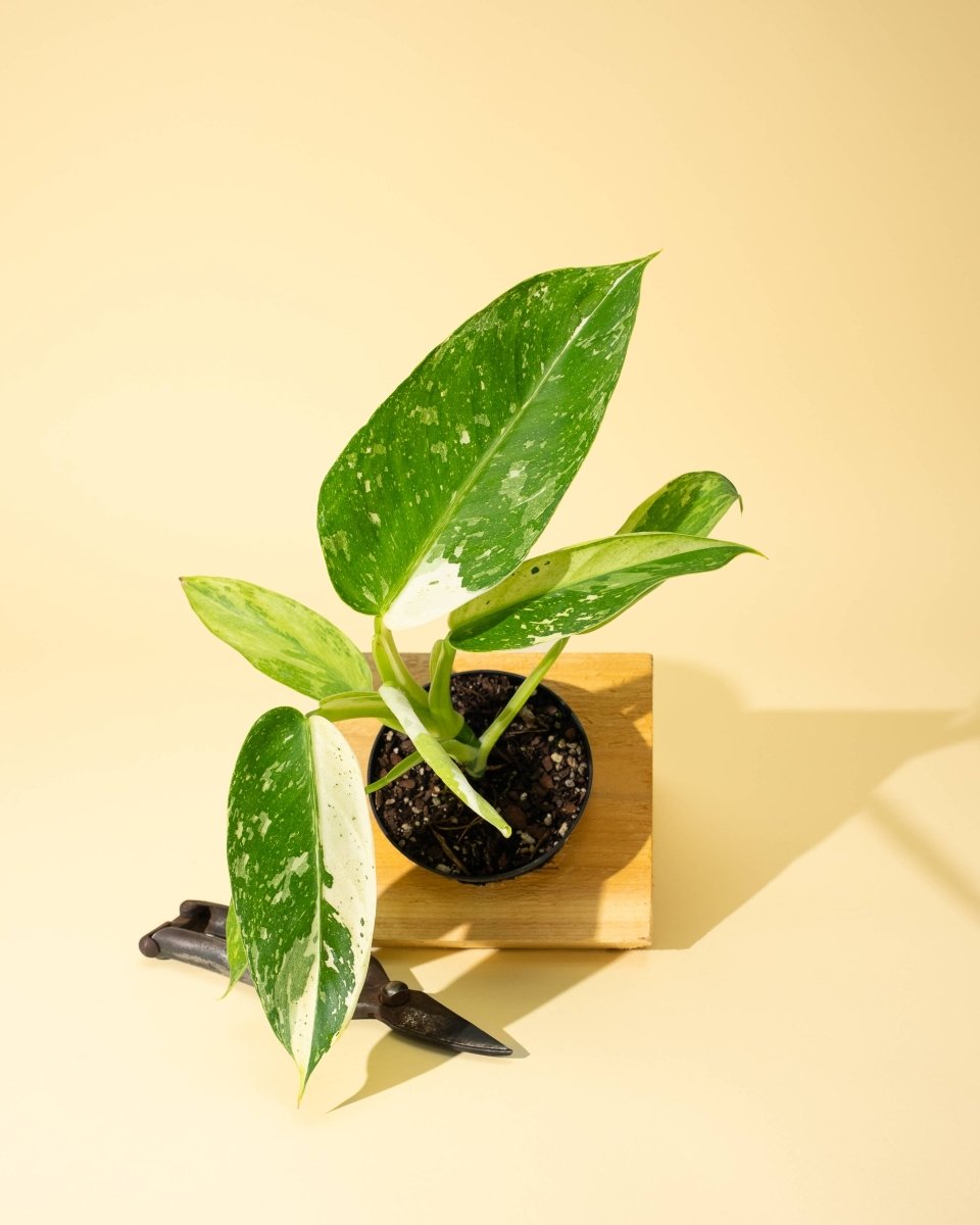  Philodendron ‘José Buono Fiesta’ — Bold Variegated Collector Aroid