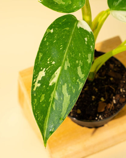  Philodendron ‘José Buono Fiesta’ — Bold Variegated Collector Aroid