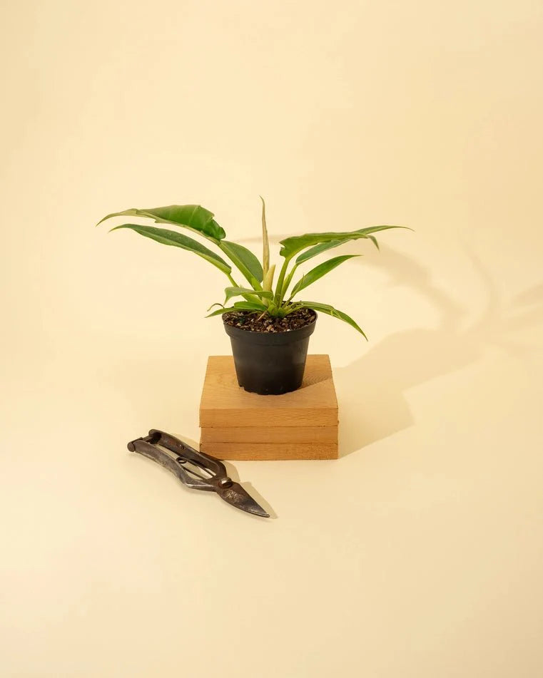  Philodendron 'Jungle Boogie'