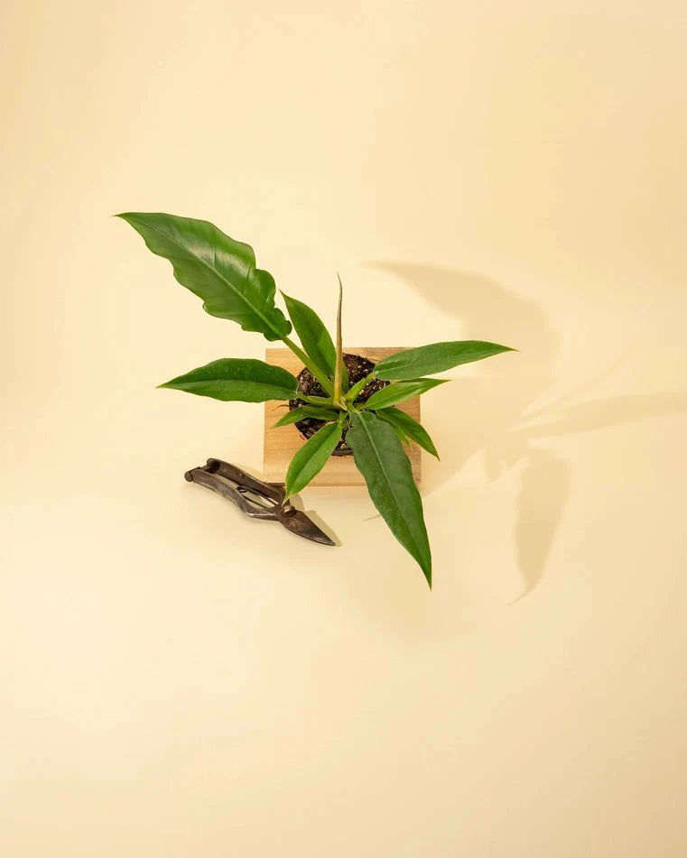  Philodendron 'Jungle Boogie'