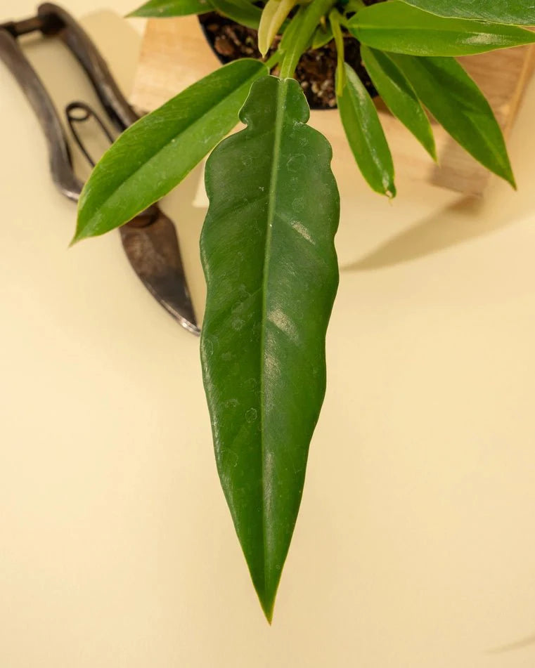  Philodendron 'Jungle Boogie'