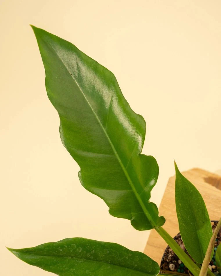  Philodendron 'Jungle Boogie'